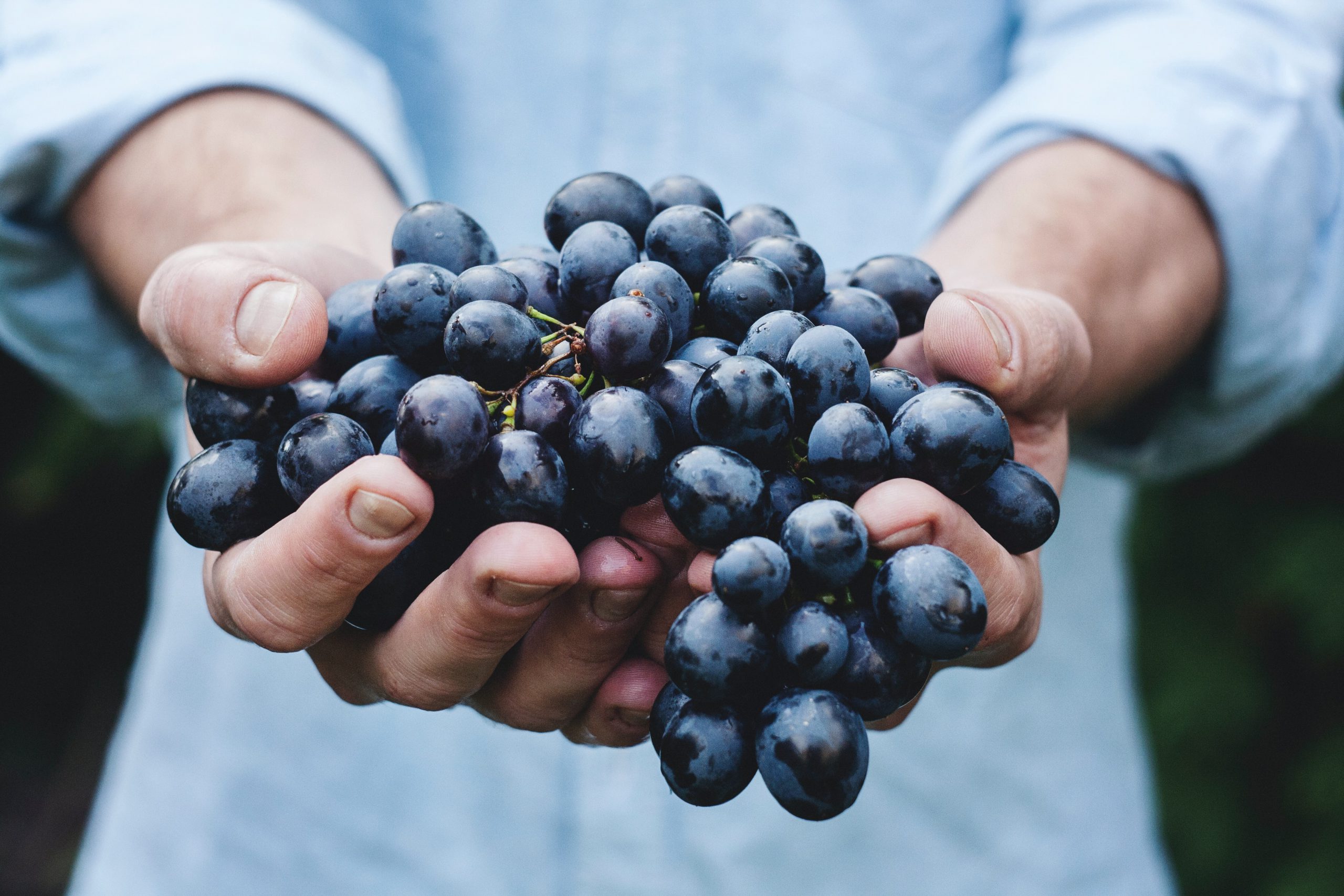 Recrutement : 200 vendangeurs attendus dans le vignoble nantais