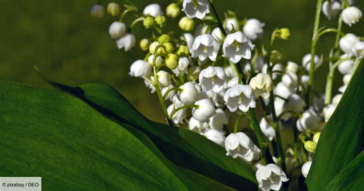 Information collective spéciale muguet