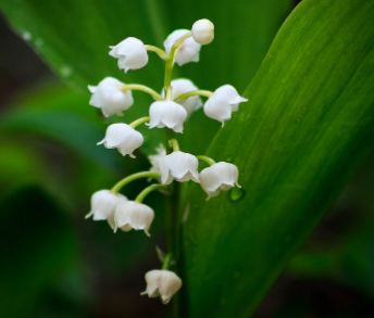 La cueillette du muguet : un job pendant les vacances d'avril !
