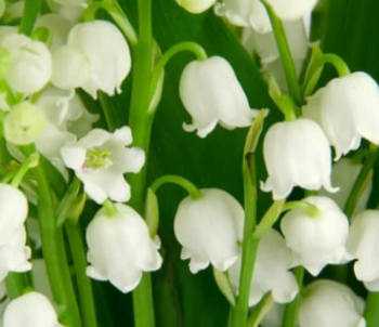 La cueillette du muguet : ça recrute sur la région !