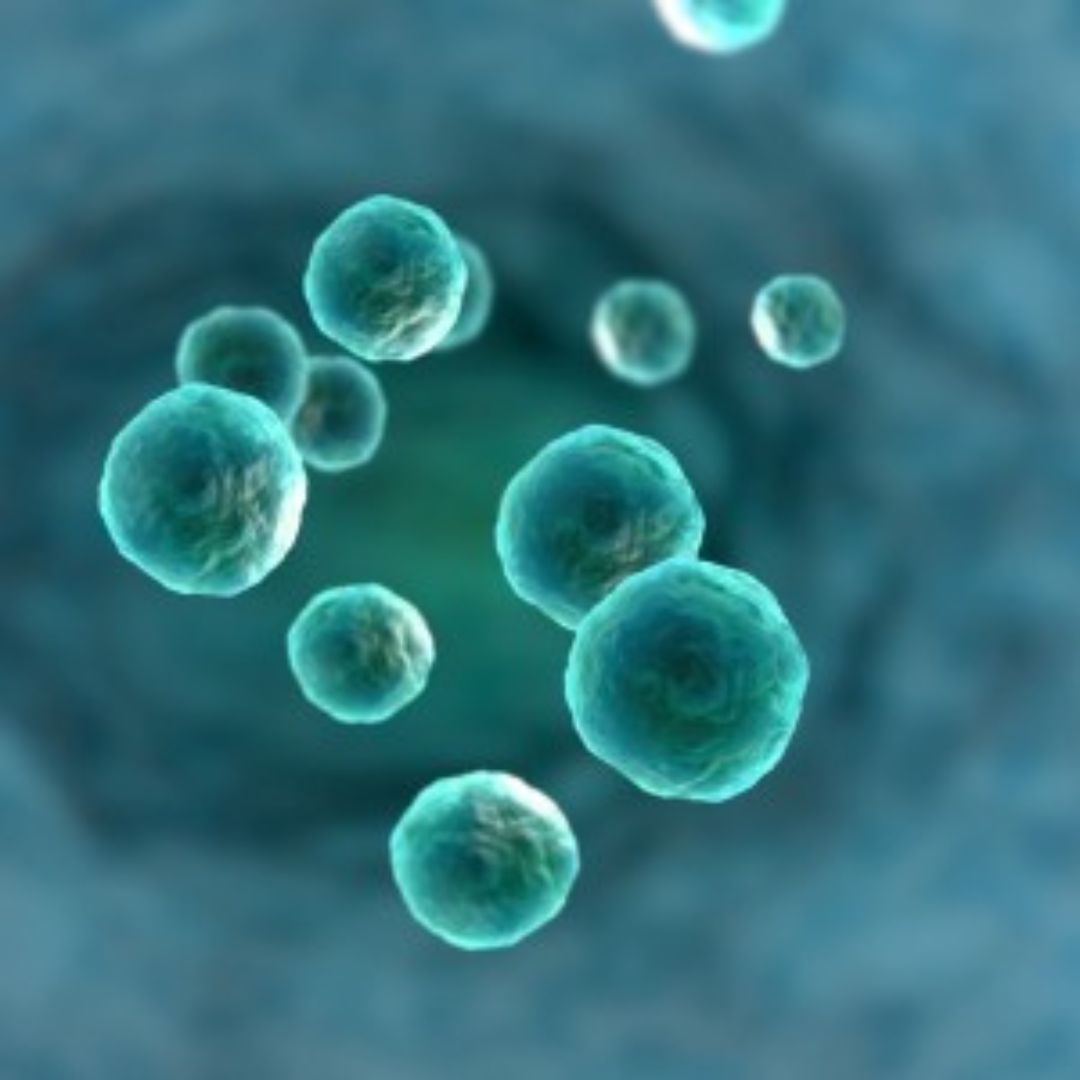 Test rapide pour dépister la syphilis possible dans les associations habilitées