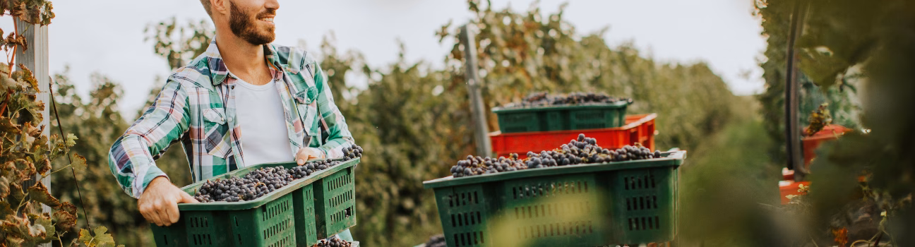 Coup d&rsquo;envoi des vendanges dès la mi août !