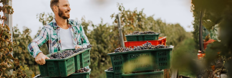 Vendanges en août